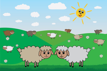 Obraz na płótnie Canvas Sheep on lawn