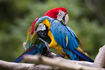 Gooming Macaws