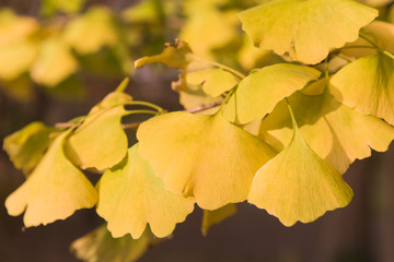 Branch of yellow ginkgo leaves in the fall