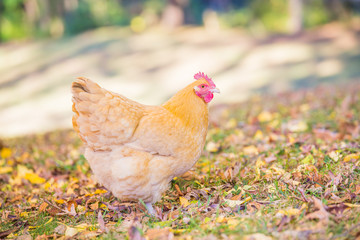 Buff orpington hen foraging in the fall leaves