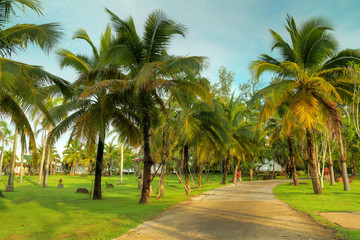 Fototapeta na wymiar Field of coconut trees on koh kho khao island, Thailand