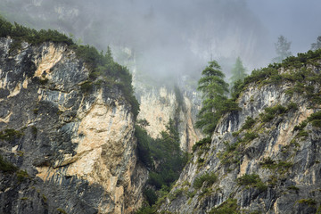 green pines on the rocks in canyon in Italy