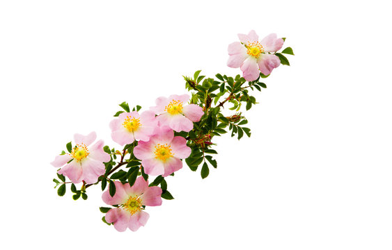 dog-rose flowers