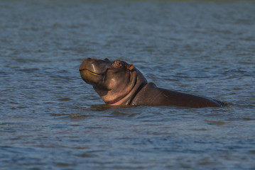 HIPPOPOTAMUS AMPHIBIUS, South Africa