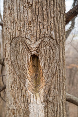 Heart carved in the trunk of a tree