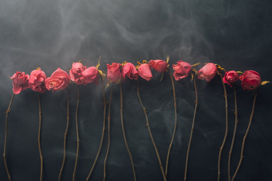 Fototapeta goth style dry roses, black background with smoke