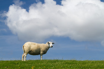 Sheep on a the green slope of a dike under a blue sky with white clouds