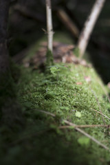 Mossy forest