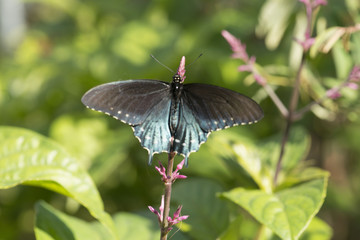 Swallowtail Butterfly