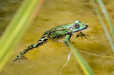 Junger Frosch im Gartenteich