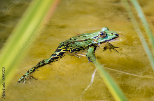 "Junger Frosch im Gartenteich" Stockfotos und lizenzfreie Bilder auf