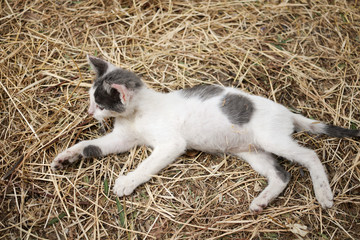 Naklejka na ściany i meble The kitten lies on the hay