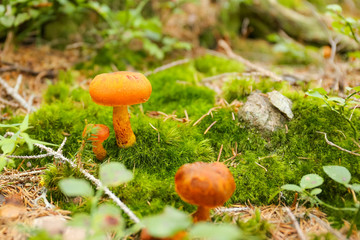 Funghi arancioni nel prato