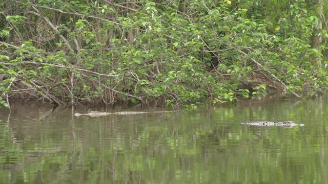 A full shot of jungle's river showing a lot of crocodiles. Shot focus on the eyes of the alligator.