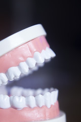 Dental teeth model
