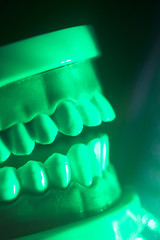 Dental teeth jaw model