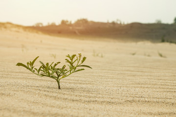 Lone life taking a risk in desert heat and business competition trying something new.  Copyspace for words.