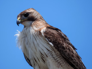 Red-Tail Portrait