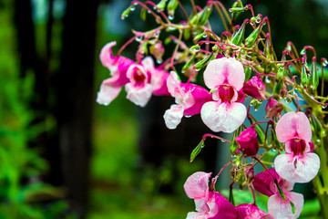 Fototapeta na wymiar Impatiens glandulifera, pink flower with dew drops, in the garden