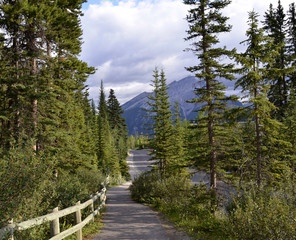 Mountain Path with Forest in Banff, Canada 