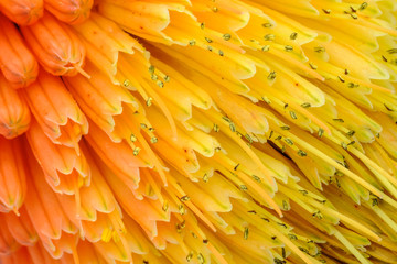 Macro View of Kniphofia Bengal Fire showing natural pattern with vibrant colors