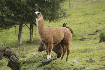 Lama