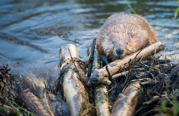 Beaver © Jillian
