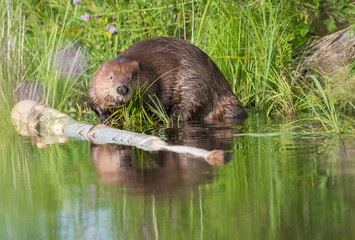 Beaver © Jillian