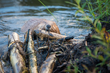 Beaver © Jillian