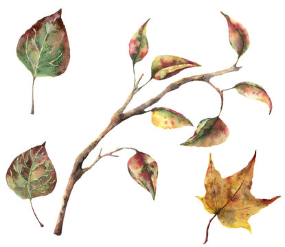 Watercolor autumn set with tree branches and fall leaves. Hand painted autumn clip art isolated on white background for design, fabric or print.