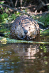Fototapeta premium Beaver