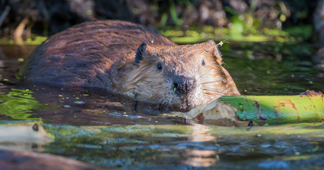 Beaver © Jillian
