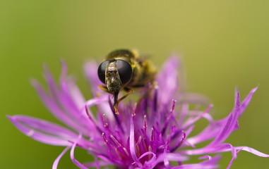 Schwebfliege auf Klee