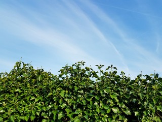 Himmel und Hecke