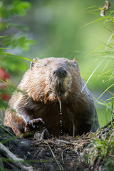 Beaver - 169047868