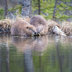 Beaver © Jillian