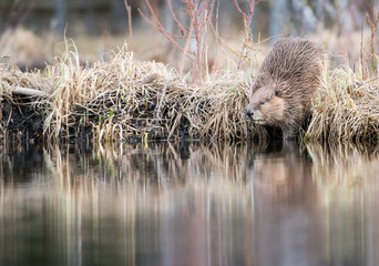 Beaver © Jillian