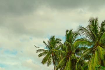 Fototapeta premium Sri lanka landscapes