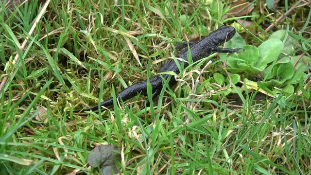 Animal Great crested newt Triturus cristatus crawling in spring grass

