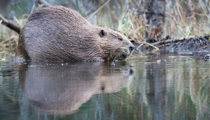 Beaver