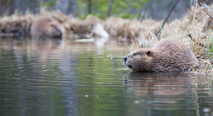 Beaver © Jillian