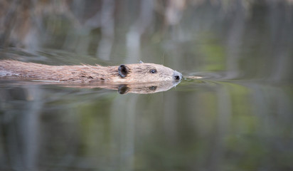 Beaver