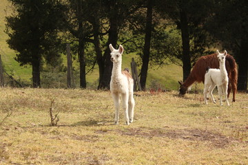 Lama