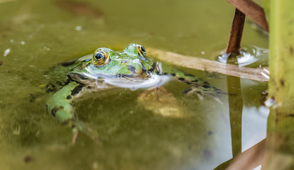 Frosch im Gartenteich