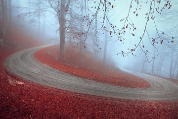 Magic autumn season foggy winding forest road with red leaves on the ground.