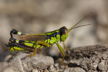 Alpine Gebirgsschrecke Miramella alpina