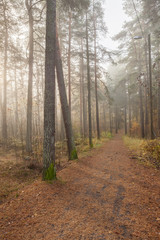 Foggy morning sun light forest