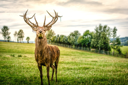 Stolz Kapitaler Hirsch Rothirsch Brunft wild