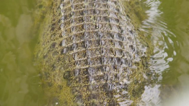 A zoom in shot of a crocodile's mouth. Panning shot to the right