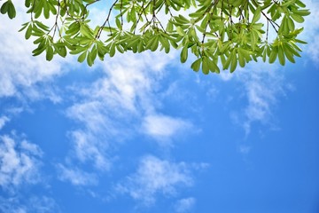 the green leaves texture background with cloud and clear blue sky
